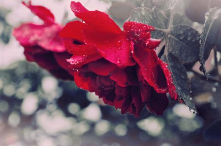 roses_in_the_rain_by_getia[1]