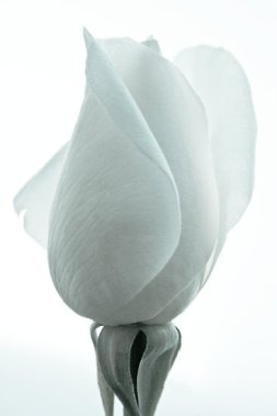 white-rose-bud[1]