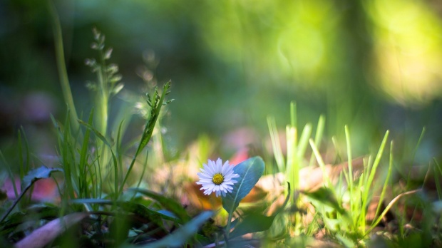 On-the-grass-wildflowers-macro-photography_1920x1080[1].jpg