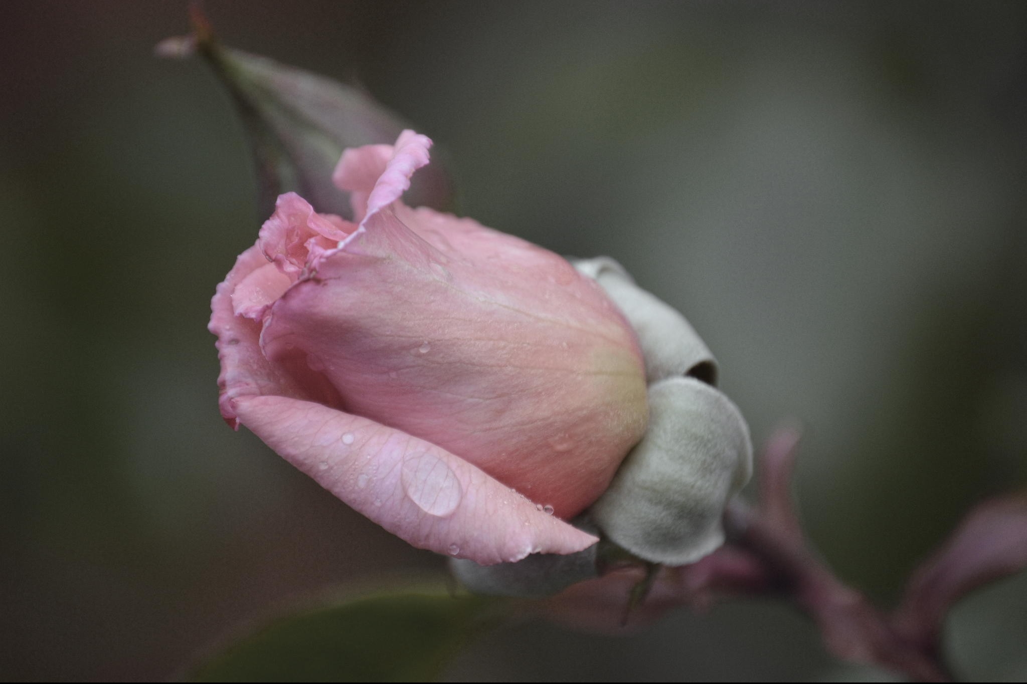 flowers-pink-tear-flower-tears-rose-3d-wallpaper-free-download.jpg