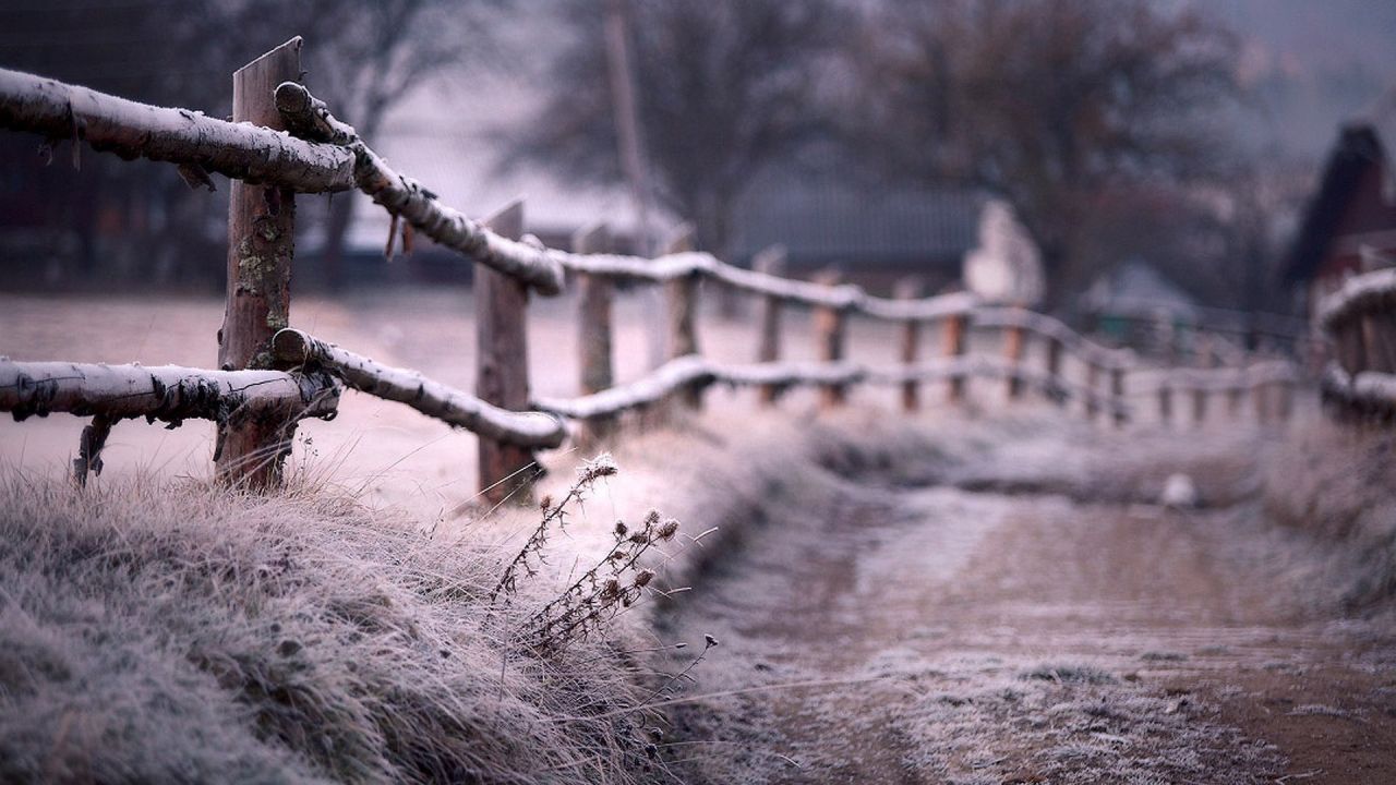 roas-fence-grass-frost-winter.jpg