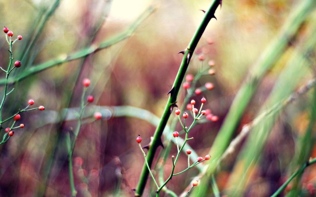 free-downloadlittle-red-background-imageslandscape-berries.jpg