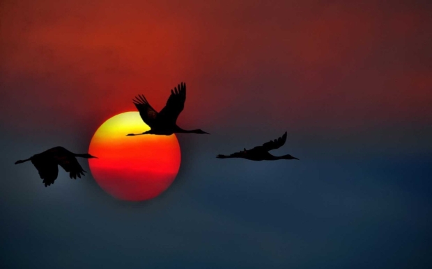 birds_sandhill_cranes_flying_sunset_sky.jpg