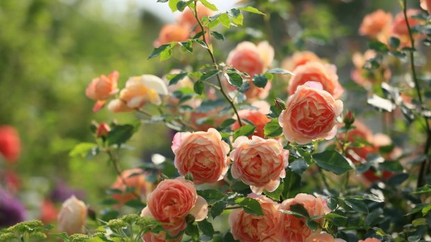 flowers-close-winter-blooming-sunrise-sun-masora-bright-sunlight-morning-roses-beauty-up-green-rays-garden-rose-plant-bokeh-leaves-flare-nature-wallpapers-for-pc-desktop-19.jpg