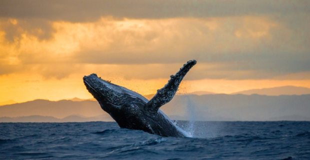 humpback-whale-watching-hawaii