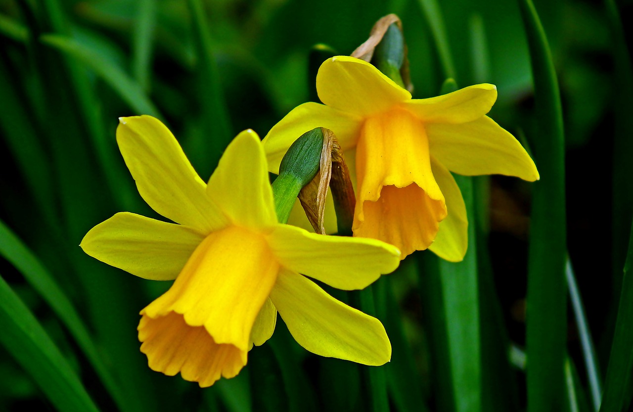 daffodils-4955256_1280