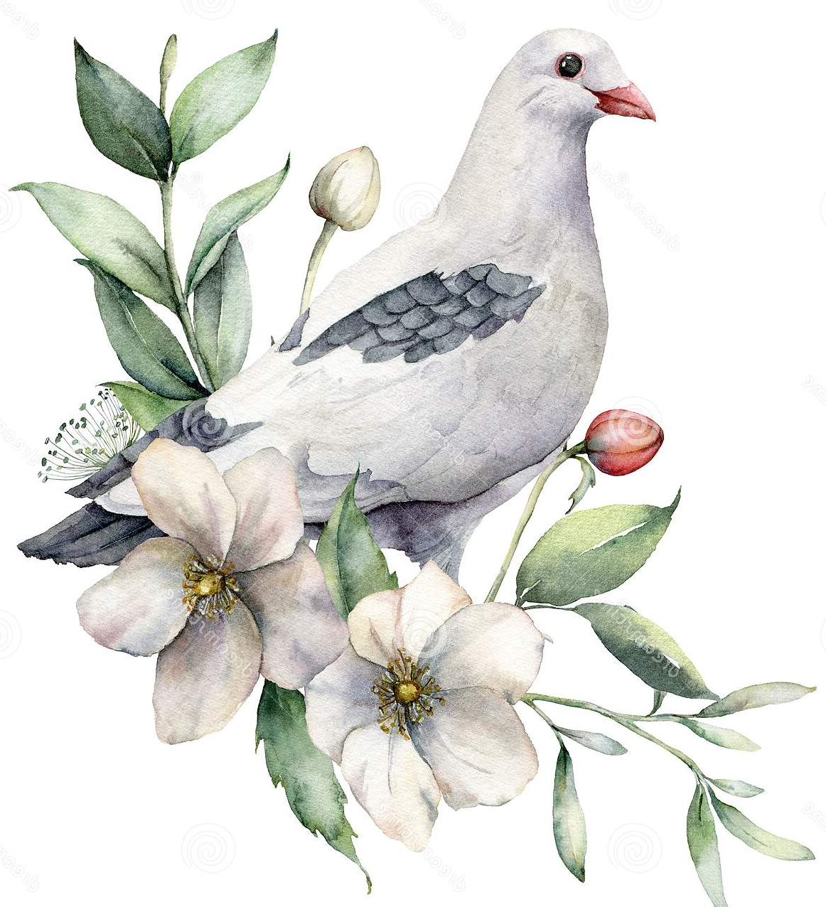 watercolor-spring-illustration-bouquet-anemones-dove-hand-painted-birds-flowers-isolated-white-watercolor-170923853
